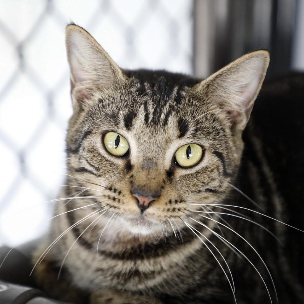 Enlarge Queen, a Adoptable Bengal in Tampa, FL image 5/5