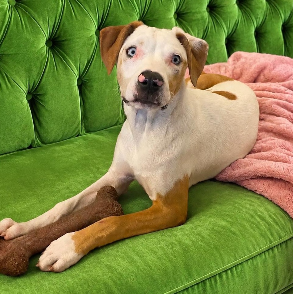 Willow , an adoptable Catahoula Leopard Dog in Lake Placid, FL image 1/4