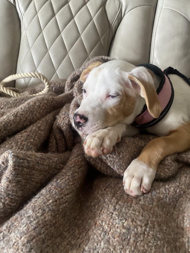 Willow , ADOPTABLE, Puppy Female Catahoula Leopard Dog.