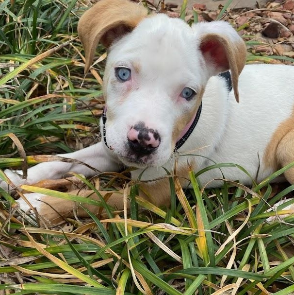 Enlarge Willow , a ADOPTABLE Catahoula Leopard Dog in Lake Placid, FL image 3/3