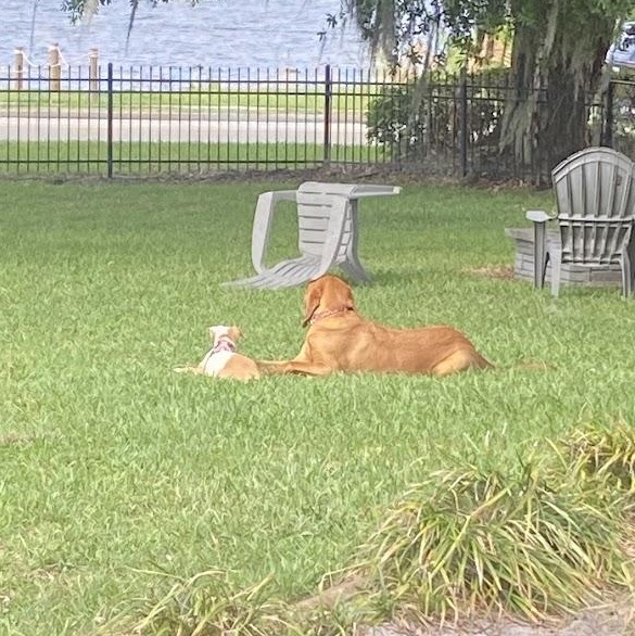Enlarge Willow , a ADOPTABLE Catahoula Leopard Dog in Lake Placid, FL image 2/3