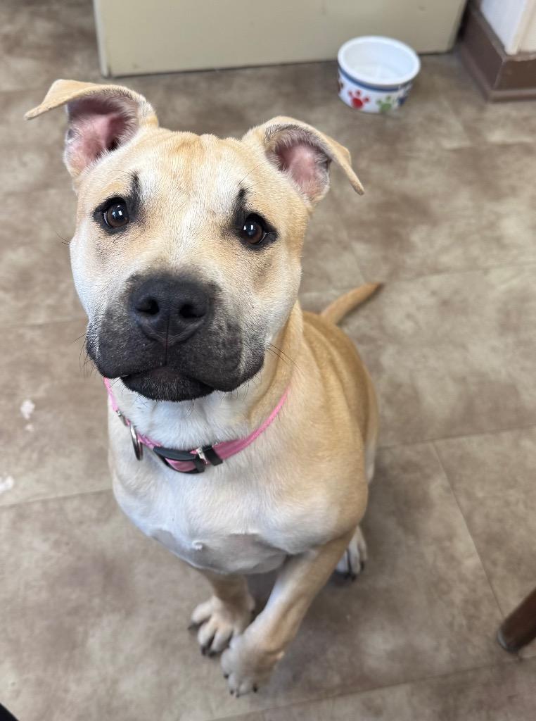 Dandelion/Char, Adoptable, Puppy Female American Bulldog & American Staffordshire Terrier.