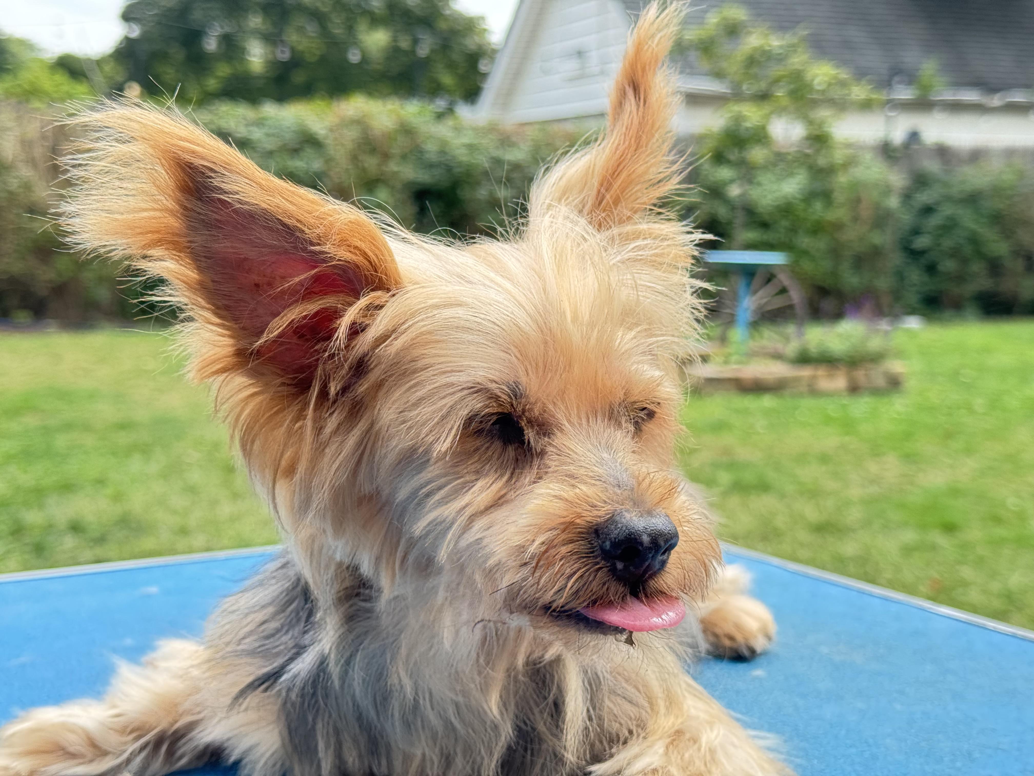 Baby, a Adoptable Yorkshire Terrier in Baldwin, NY image 1/2