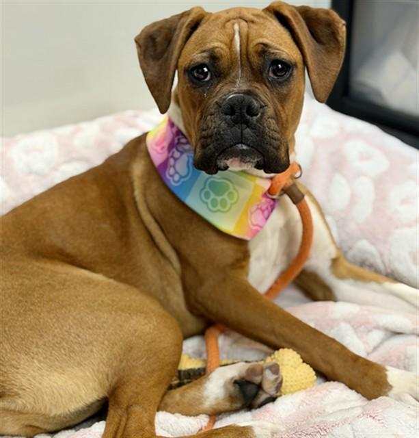 QUEEN - ADOPTION PENDING, Adoptable, Young Female Boxer & Mixed Breed.