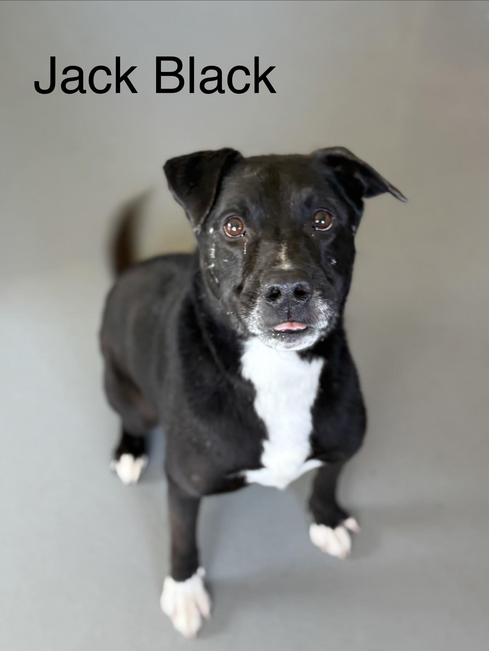 Jack Black, adoptable, Young Male Labrador Retriever.