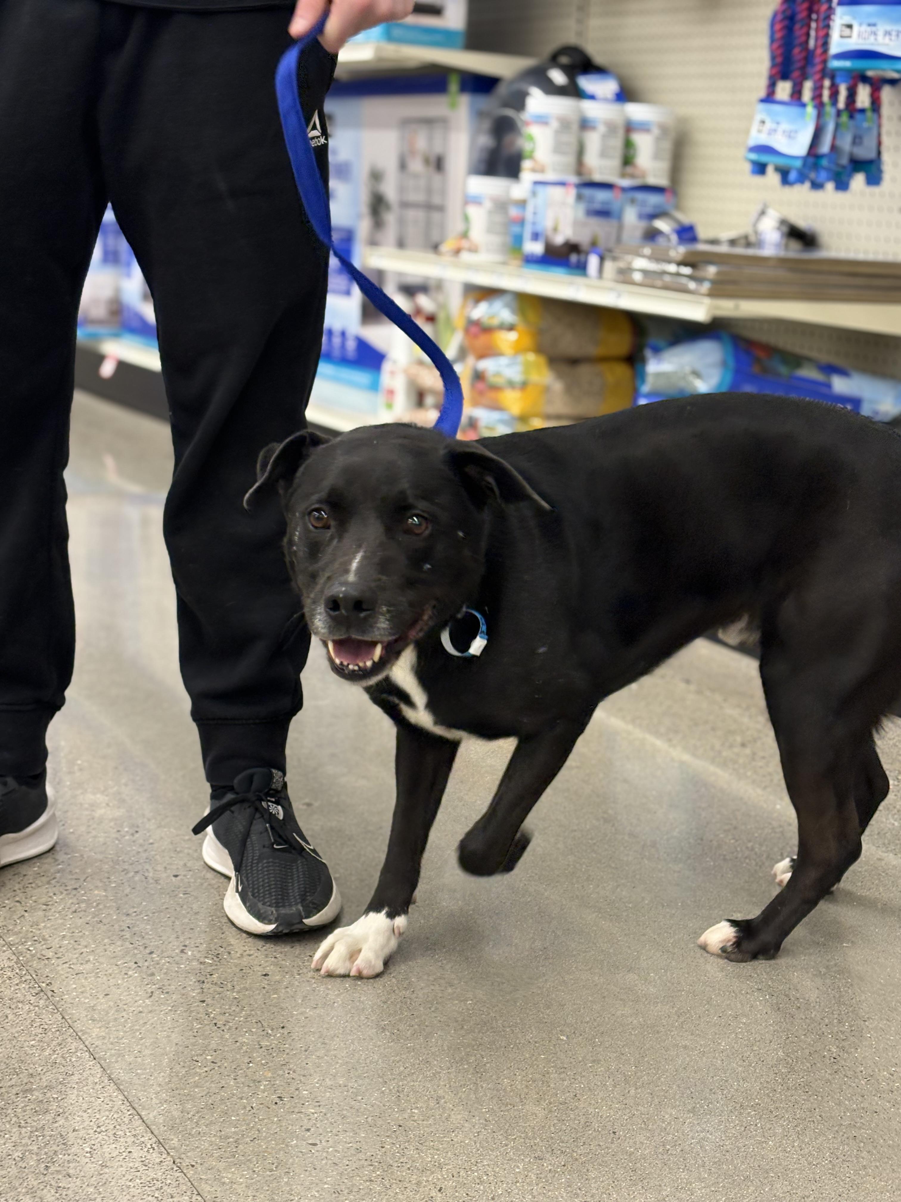 Enlarge Jack Black, a Adoptable mixed breed in Zimmerman, MN image 4/4