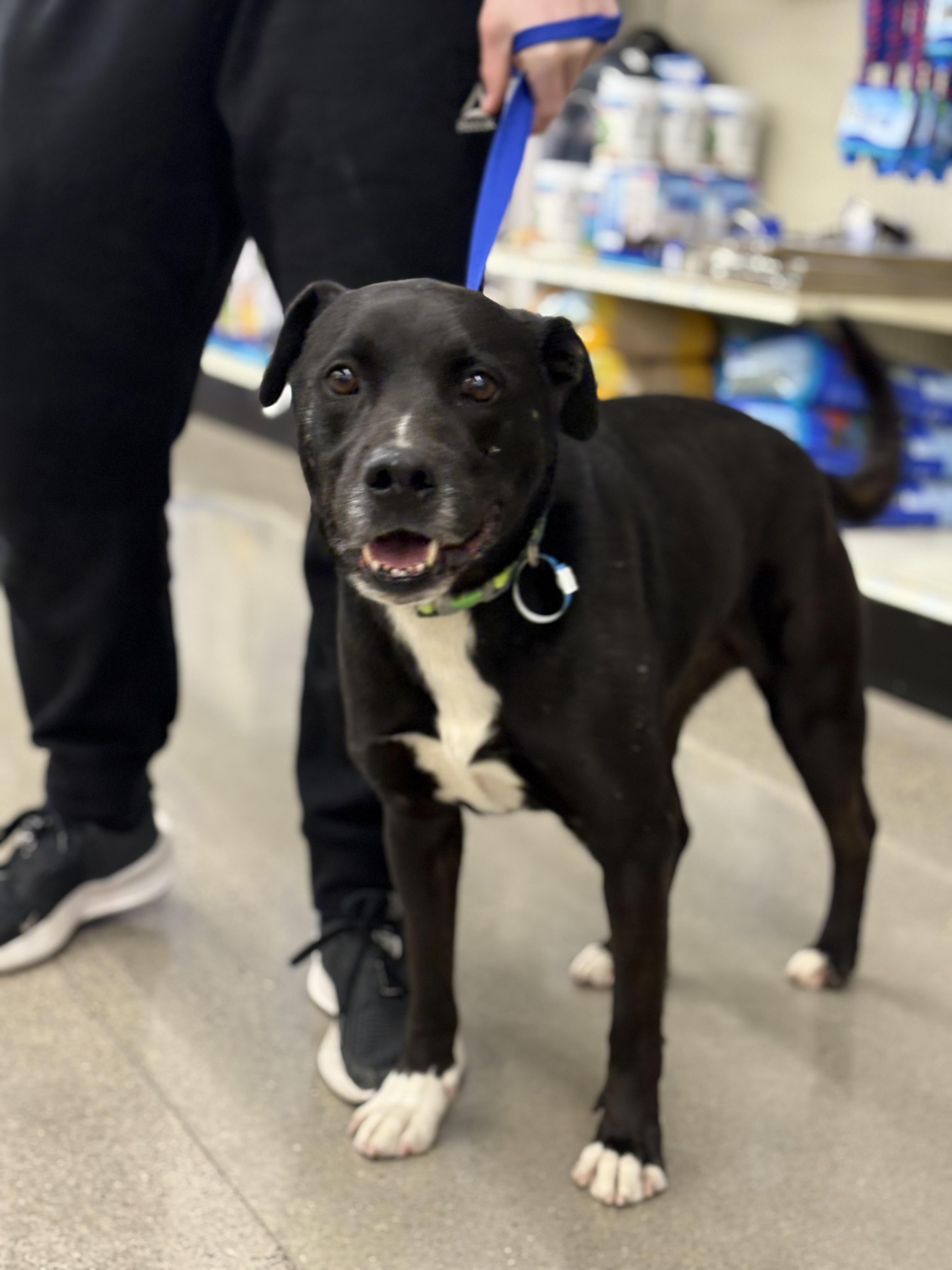 Enlarge Jack Black, a Adoptable mixed breed in Zimmerman, MN image 1/4
