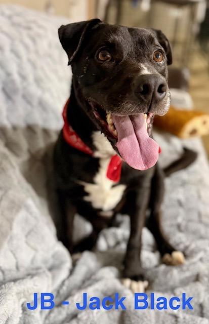 Enlarge Jack Black, a Adoptable mixed breed in Zimmerman, MN image 2/4