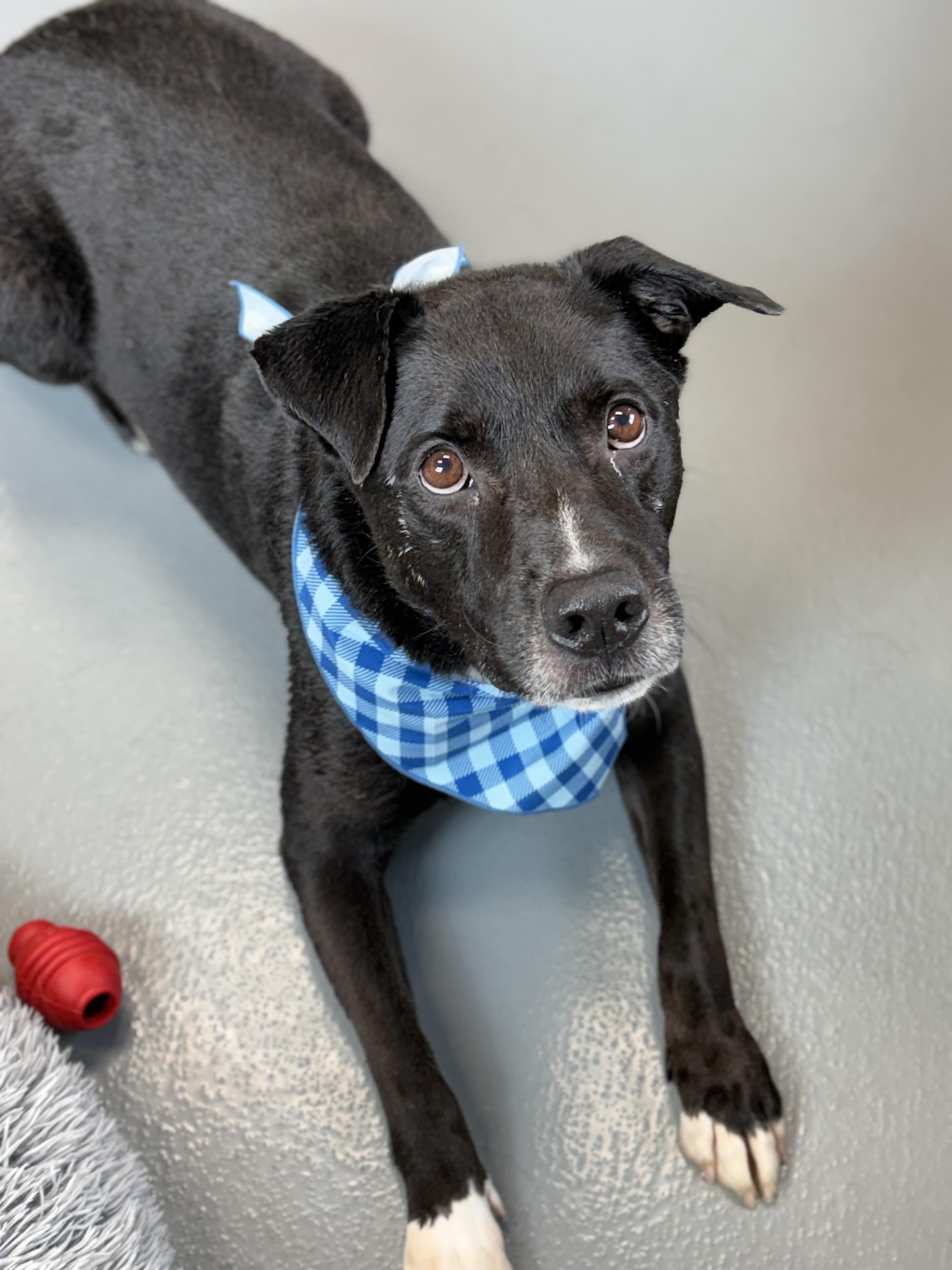 Jack Black, an adoptable mixed breed in Zimmerman, MN image 6/6