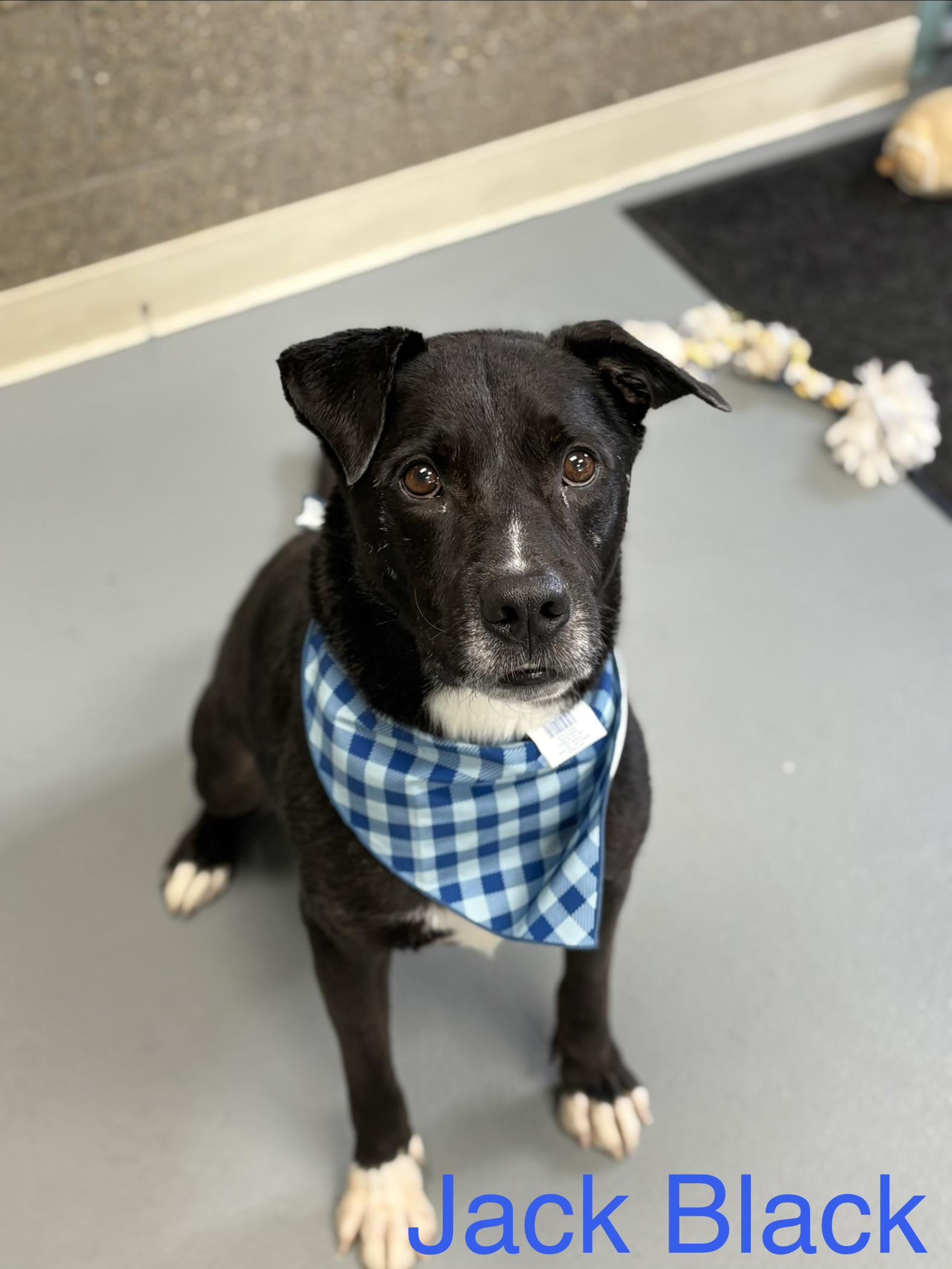 Jack Black, adoptable, Young Male Labrador Retriever & Mixed Breed.