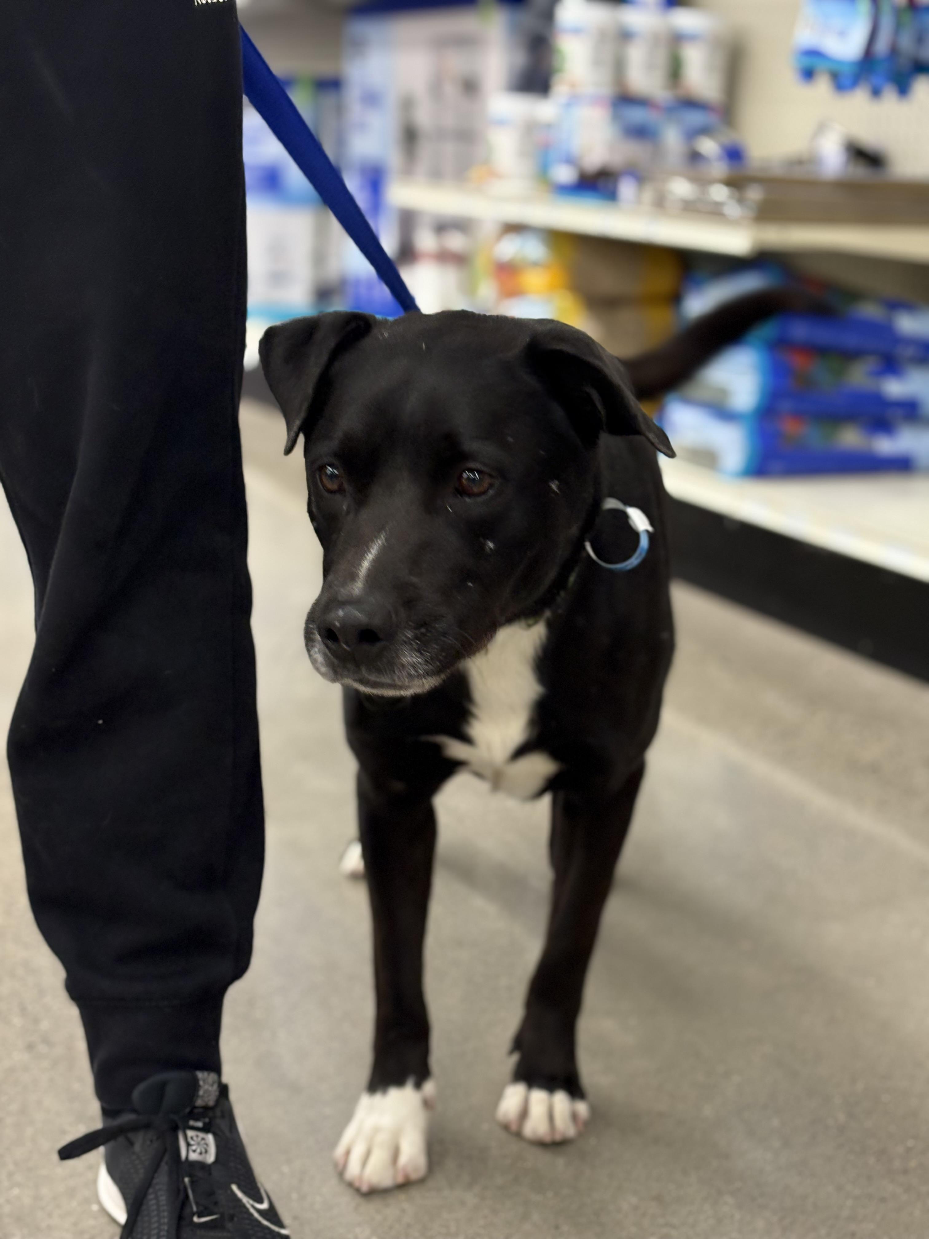 Enlarge Jack Black, a Adoptable mixed breed in Zimmerman, MN image 3/4