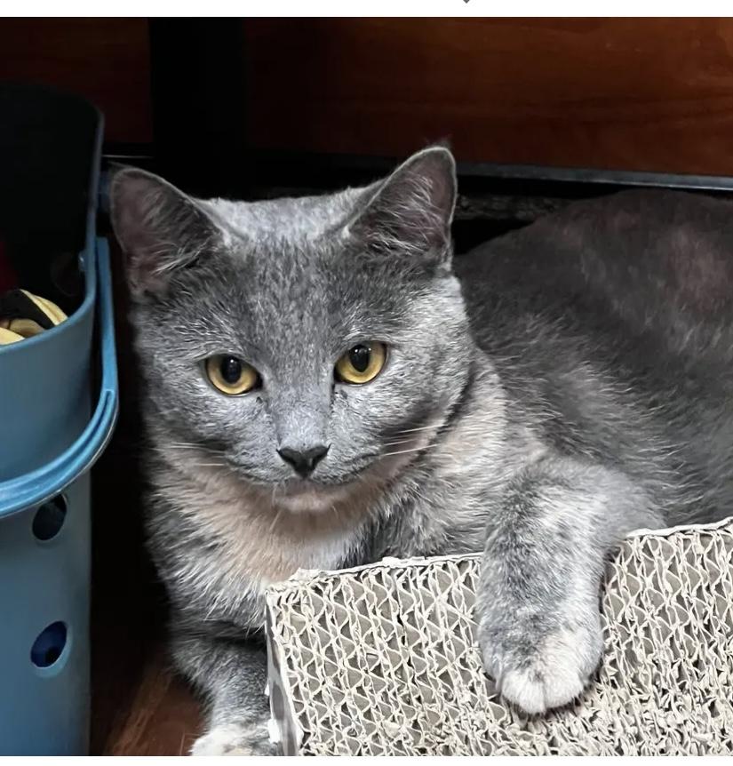 Enlarge Hazel, a Adoptable mixed breed in Port Jefferson Station, NY image 1/1