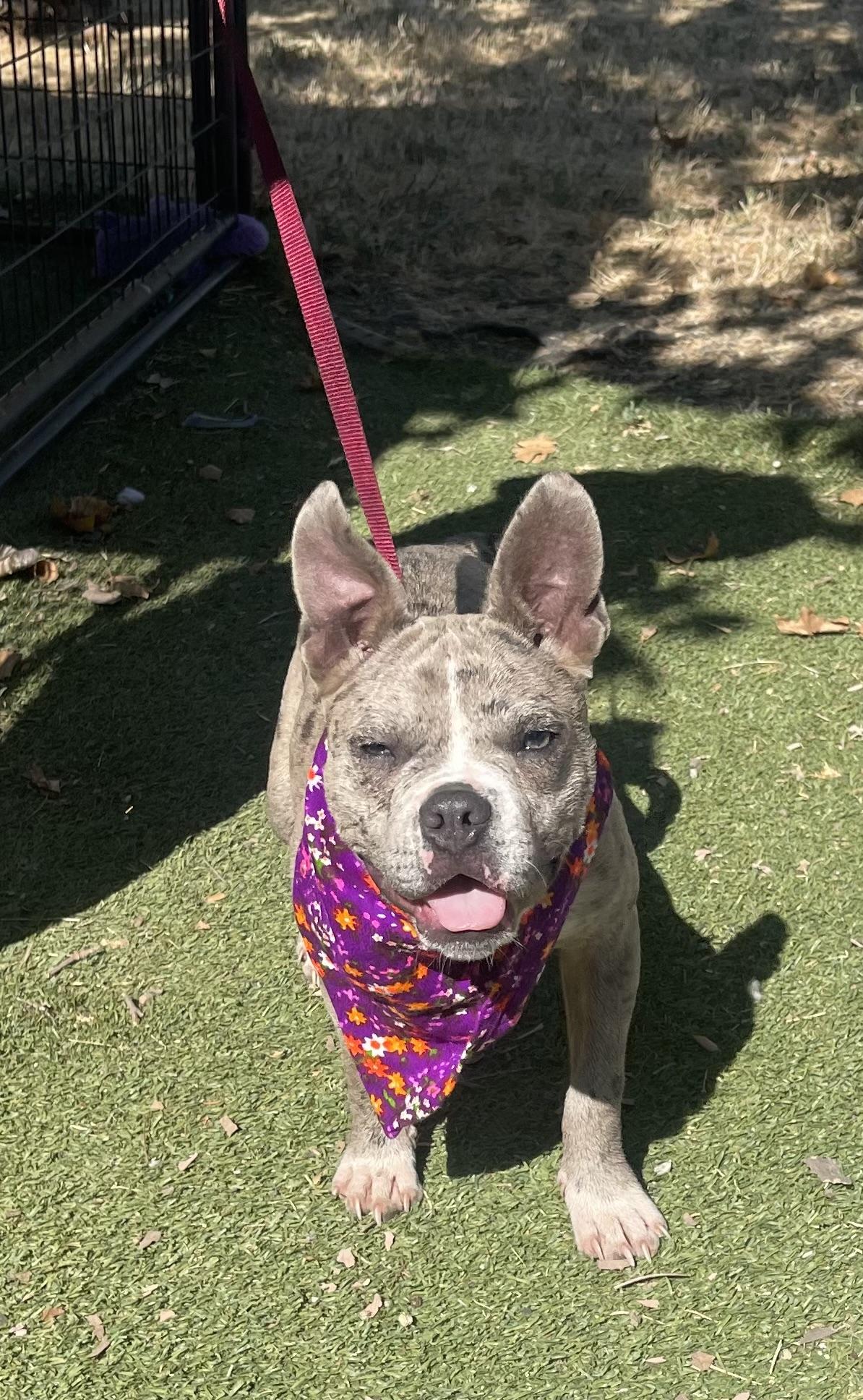 Enlarge Sally, a Adoptable mixed breed image 1/1