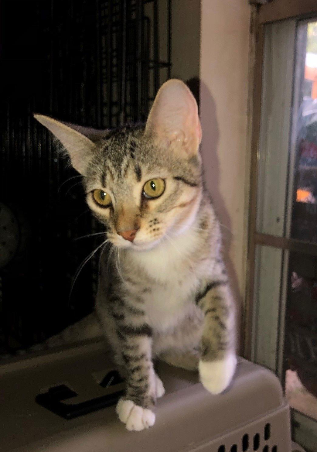 Berry, Adoptable, Young Male Tabby.