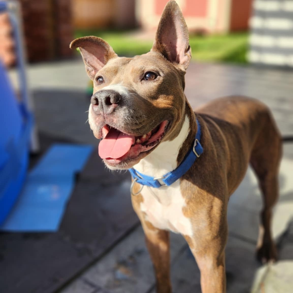 Hydro, Adoptable, Adult Male Pit Bull Terrier.