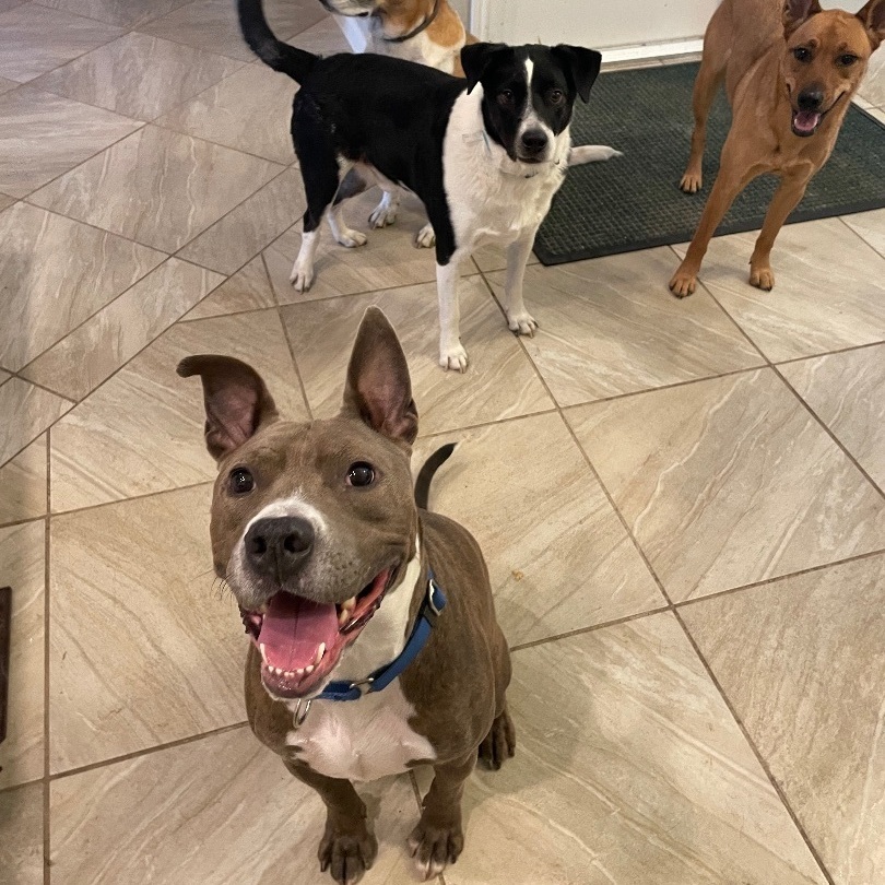 Enlarge Hydro, a Adoptable mixed breed in Portland, OR image 2/6