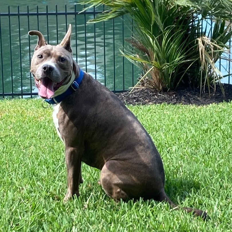 Enlarge Hydro, a Adoptable mixed breed in Portland, OR image 6/6