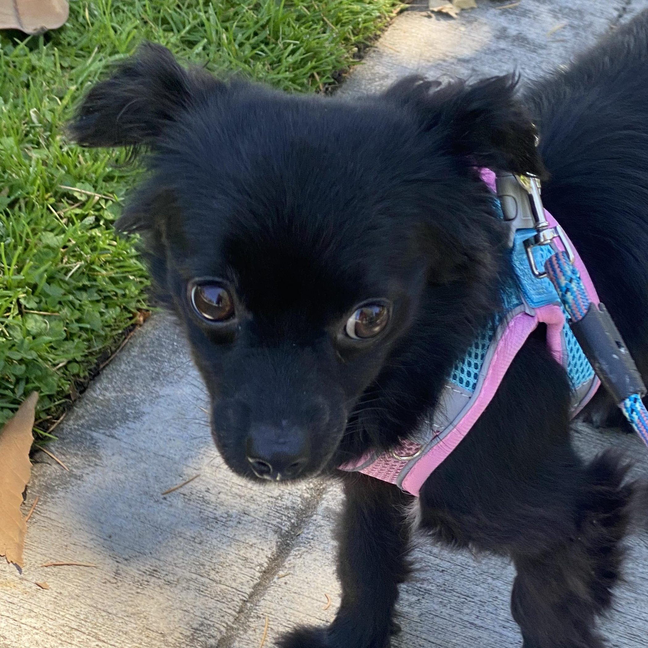 Oso, ADOPTABLE, Adult Female Chihuahua.