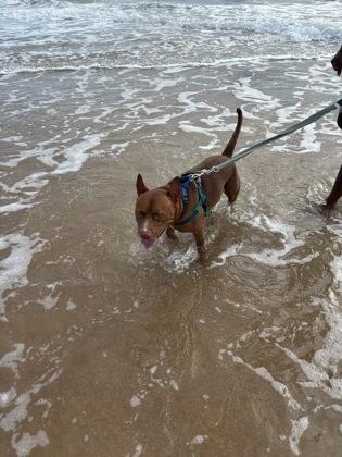 Enlarge Brutus - 1, a Adoptable mixed breed in Daytona Beach, FL image 1/3