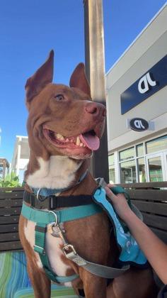 Enlarge Brutus - 1, a Adoptable mixed breed in Daytona Beach, FL image 3/3
