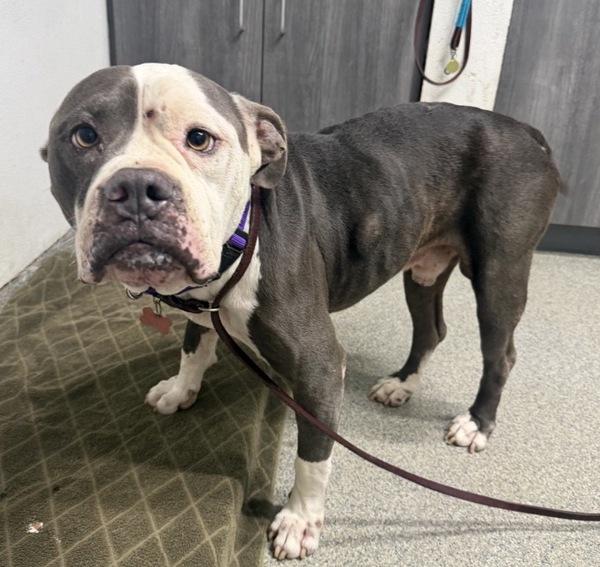 Enlarge Rueben, a Adoptable mixed breed in Escondido, CA image 1/1