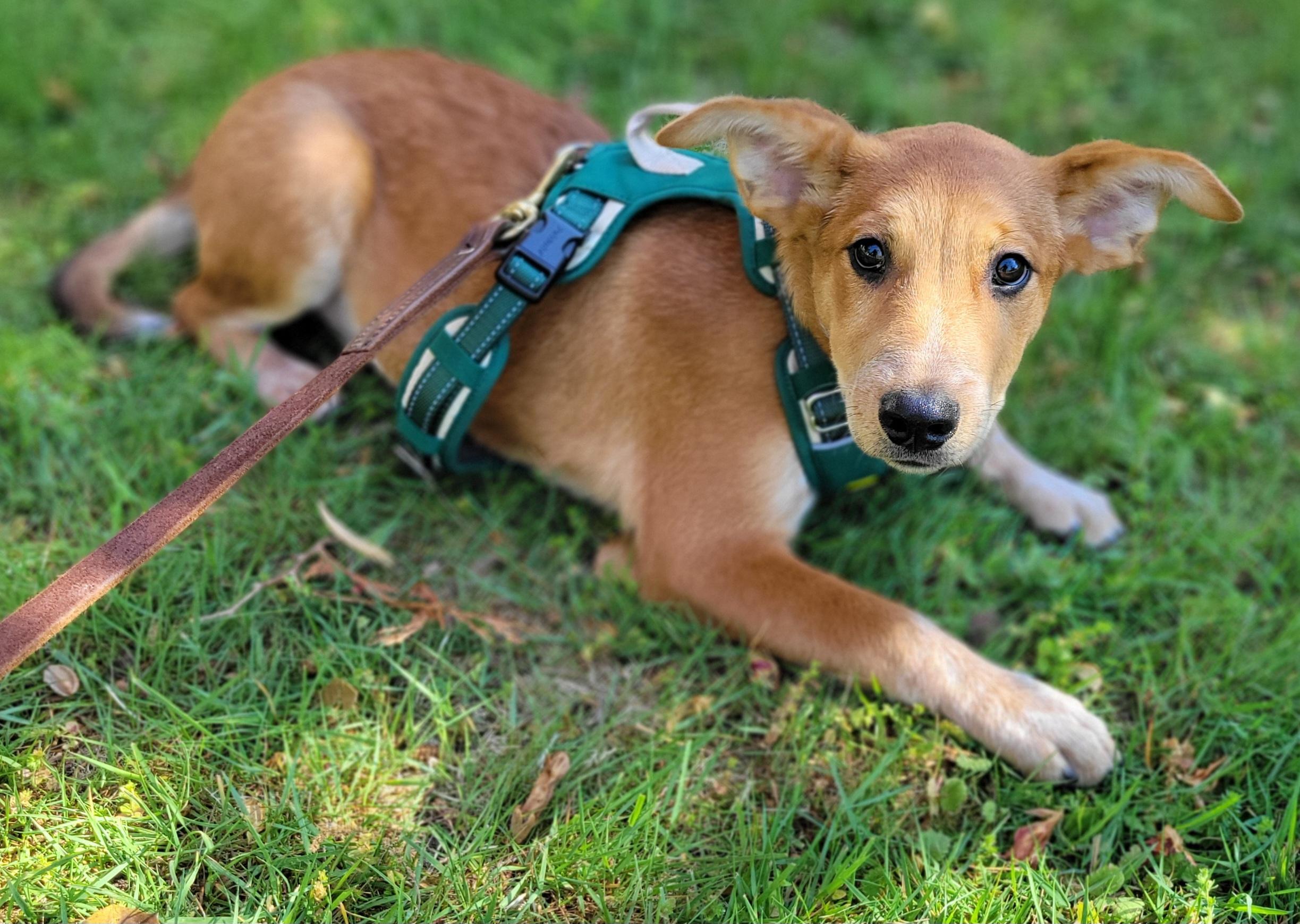 Enlarge Drew, a ADOPTABLE mixed breed in Elwood, NJ image 4/5