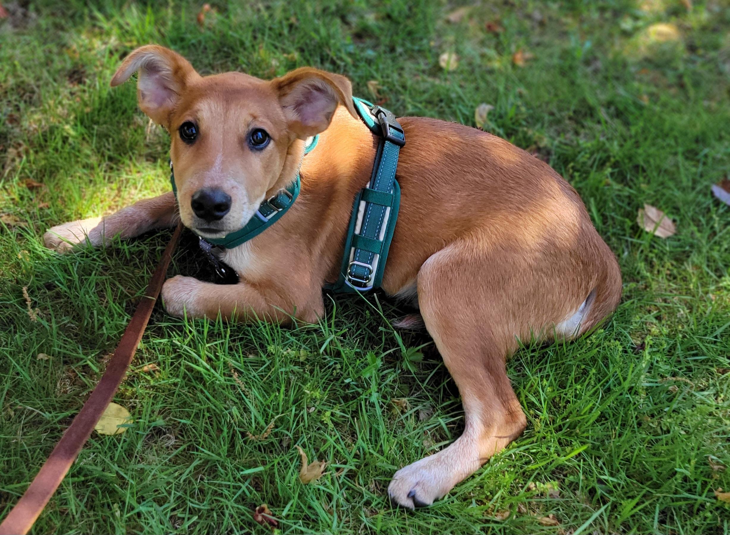 Enlarge Drew, a ADOPTABLE mixed breed in Elwood, NJ image 2/5
