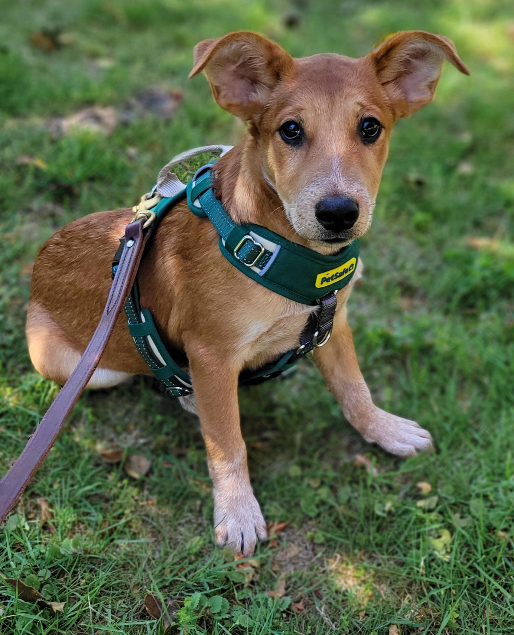 Drew, ADOPTABLE, Puppy Male Australian Cattle Dog / Blue Heeler & Labrador Retriever.