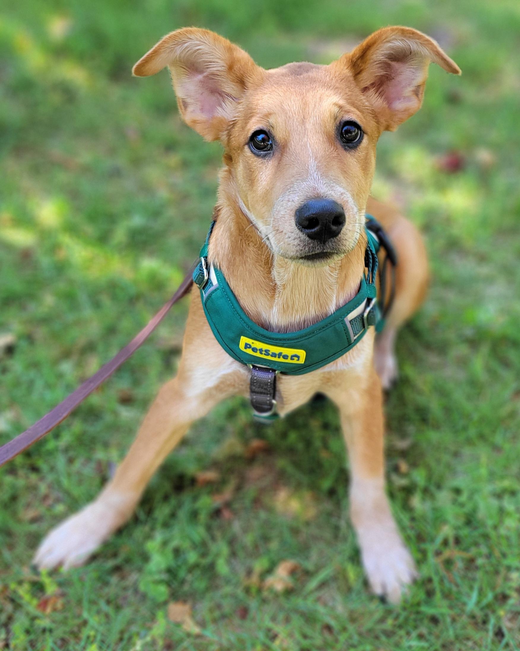 Enlarge Drew, a ADOPTABLE mixed breed in Elwood, NJ image 3/5