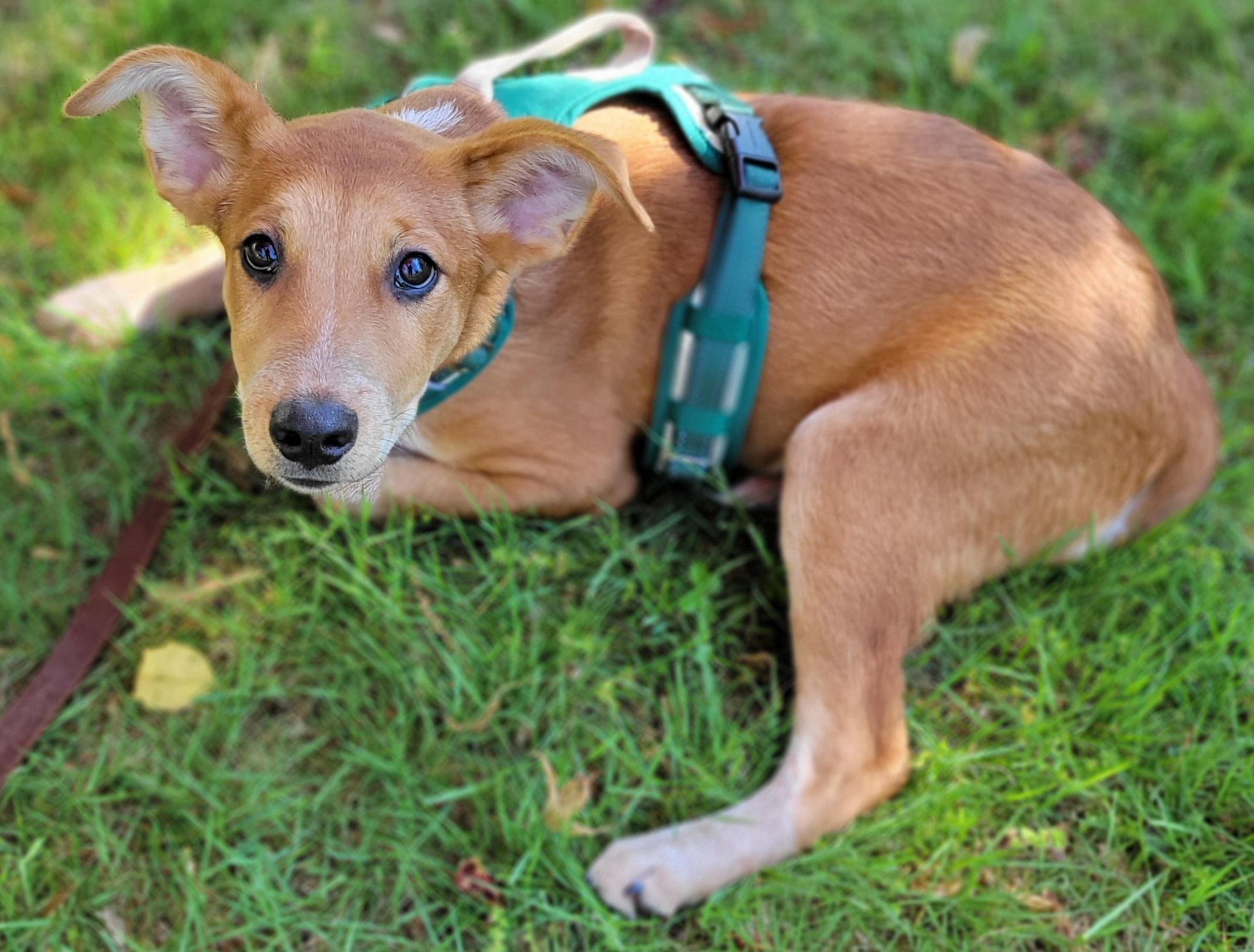 Enlarge Drew, a ADOPTABLE mixed breed in Elwood, NJ image 5/5