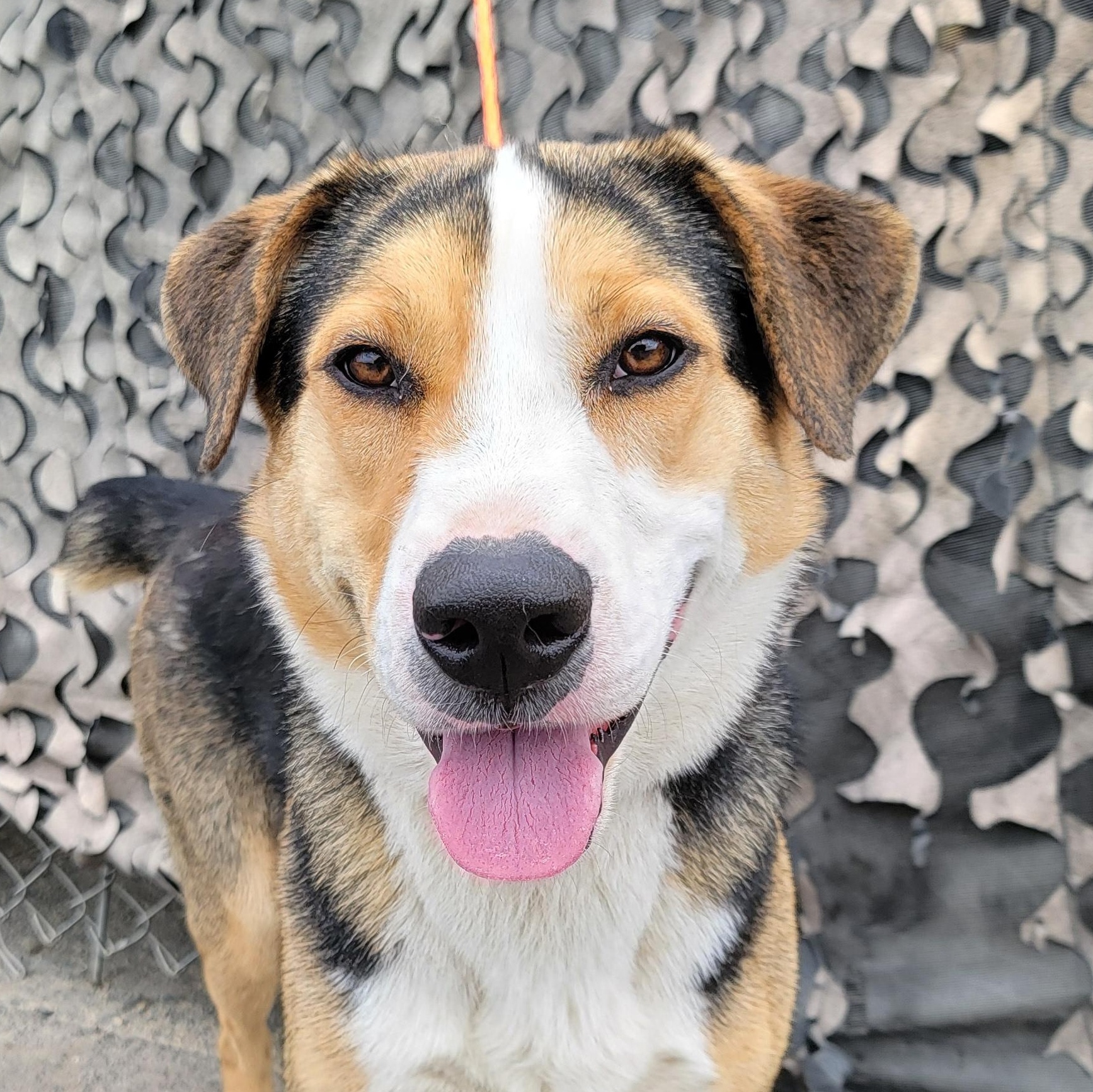 Tobi, adoptable, Young Male Australian Shepherd.