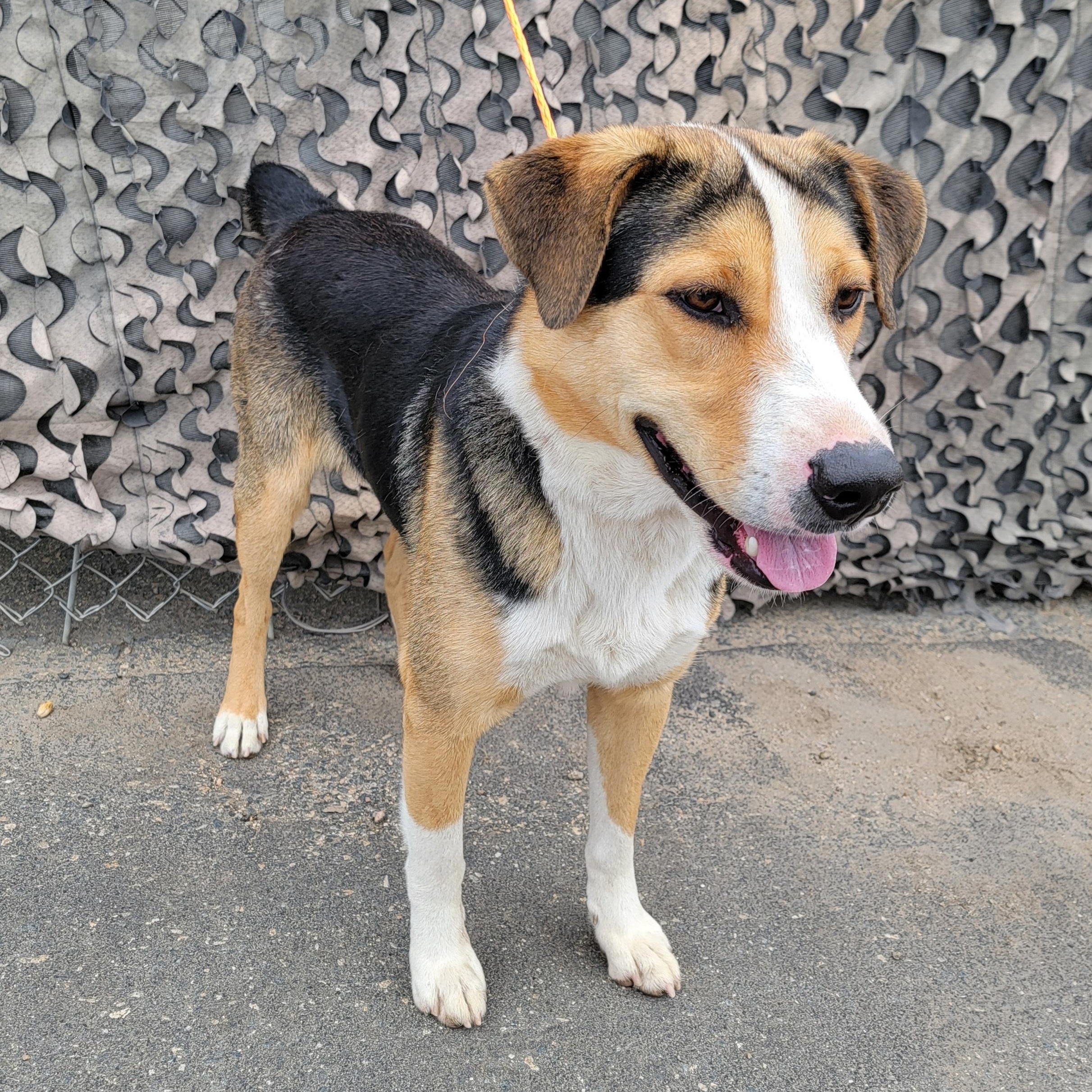 Tobi, an adoptable mixed breed in Camp Pendleton, CA image 4/4