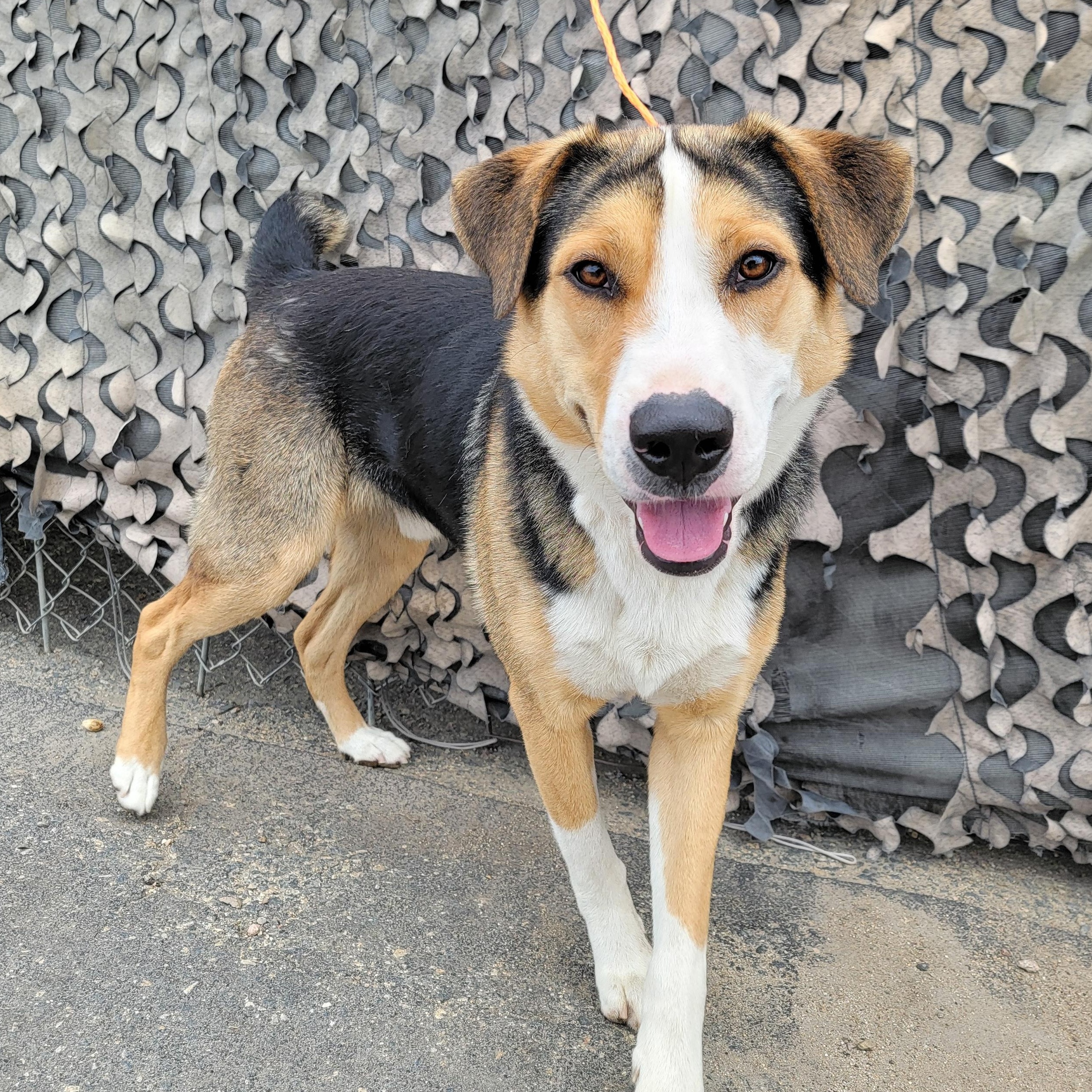 Tobi, an adoptable mixed breed in Camp Pendleton, CA image 2/4