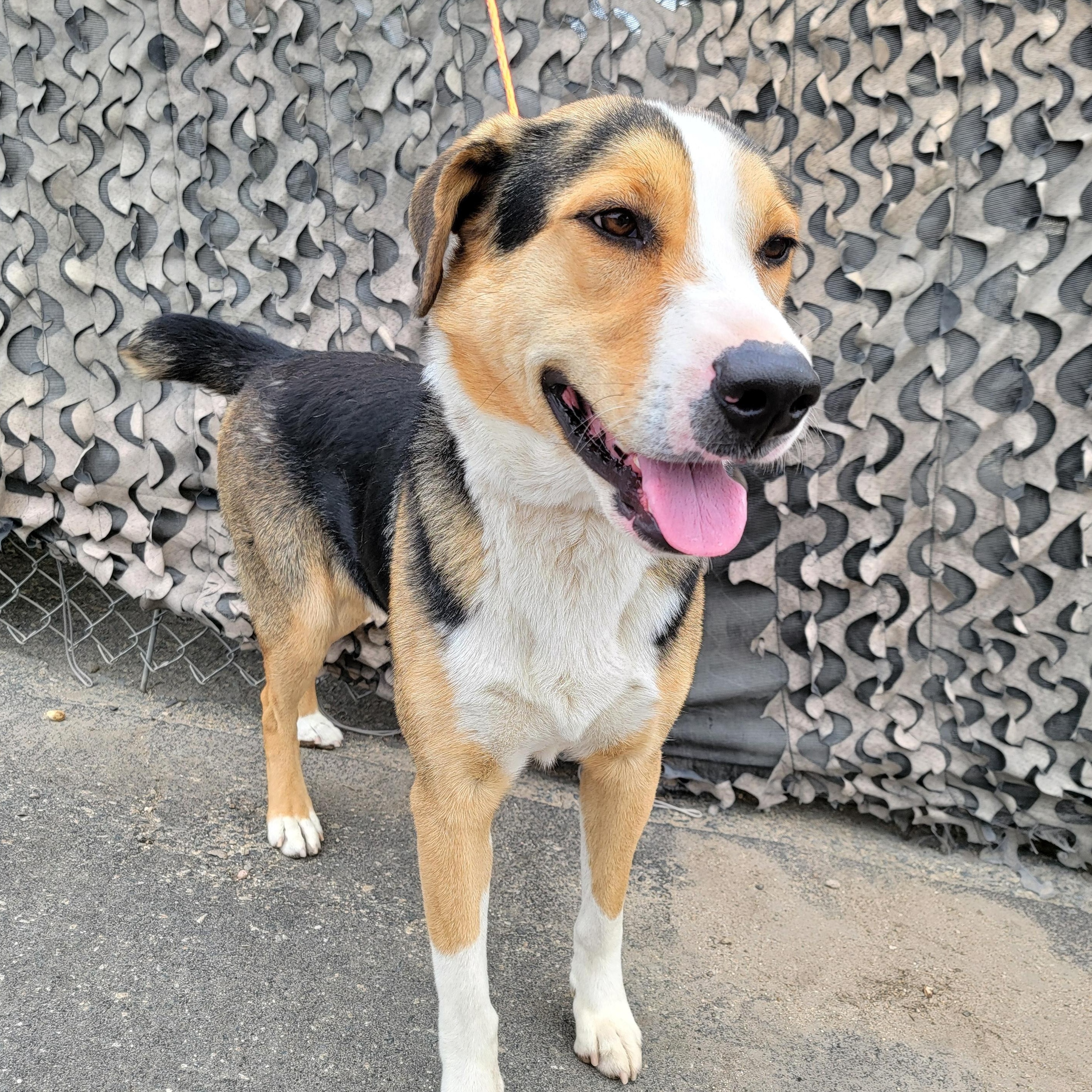 Tobi, an adoptable mixed breed in Camp Pendleton, CA image 3/4