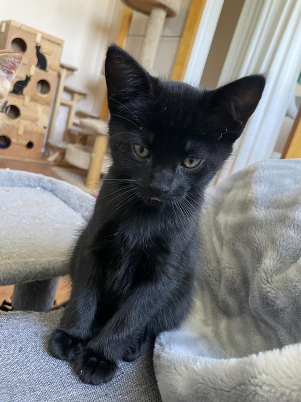 Beau, Adoptable, Kitten Male Domestic Short Hair.