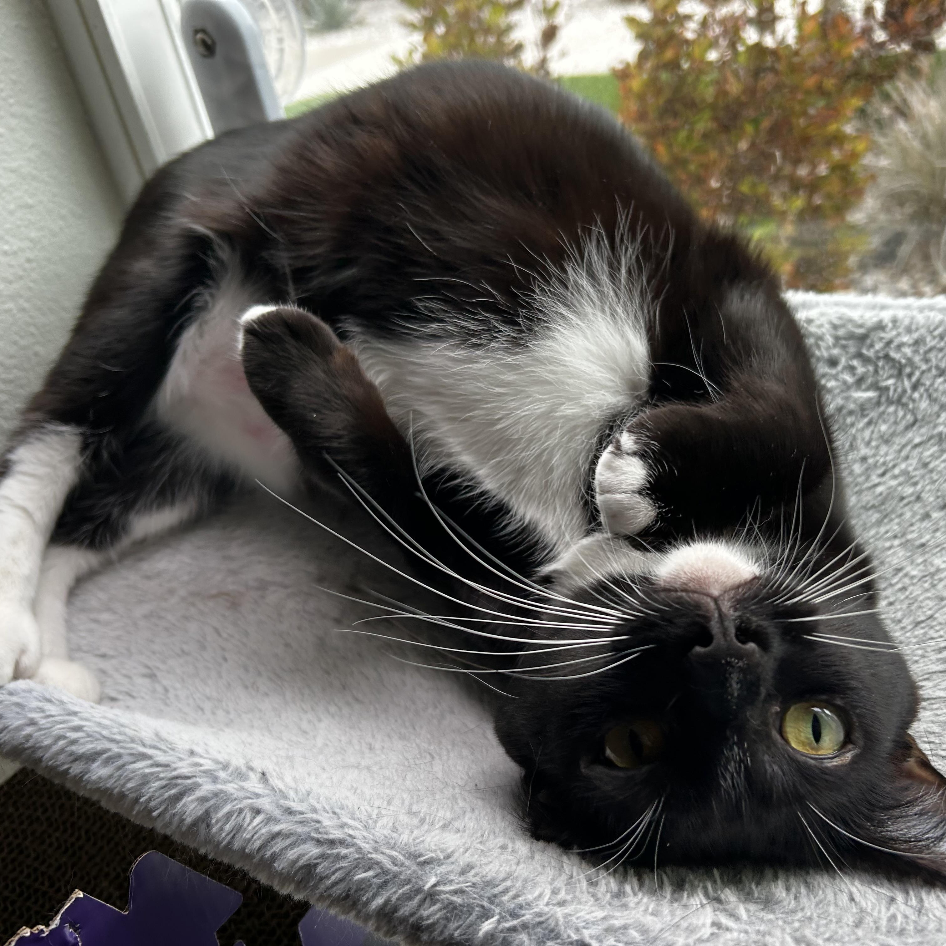 Enlarge Lysandra, a Adoptable Domestic Short Hair in Los Angeles, CA image 5/6