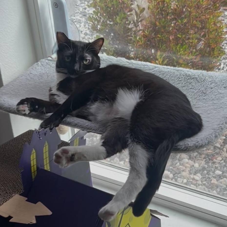Enlarge Lysandra, a Adoptable Domestic Short Hair in Los Angeles, CA image 6/6
