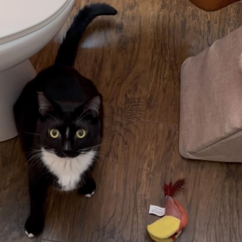 Enlarge Lysandra, a Adoptable Domestic Short Hair in Los Angeles, CA image 3/6
