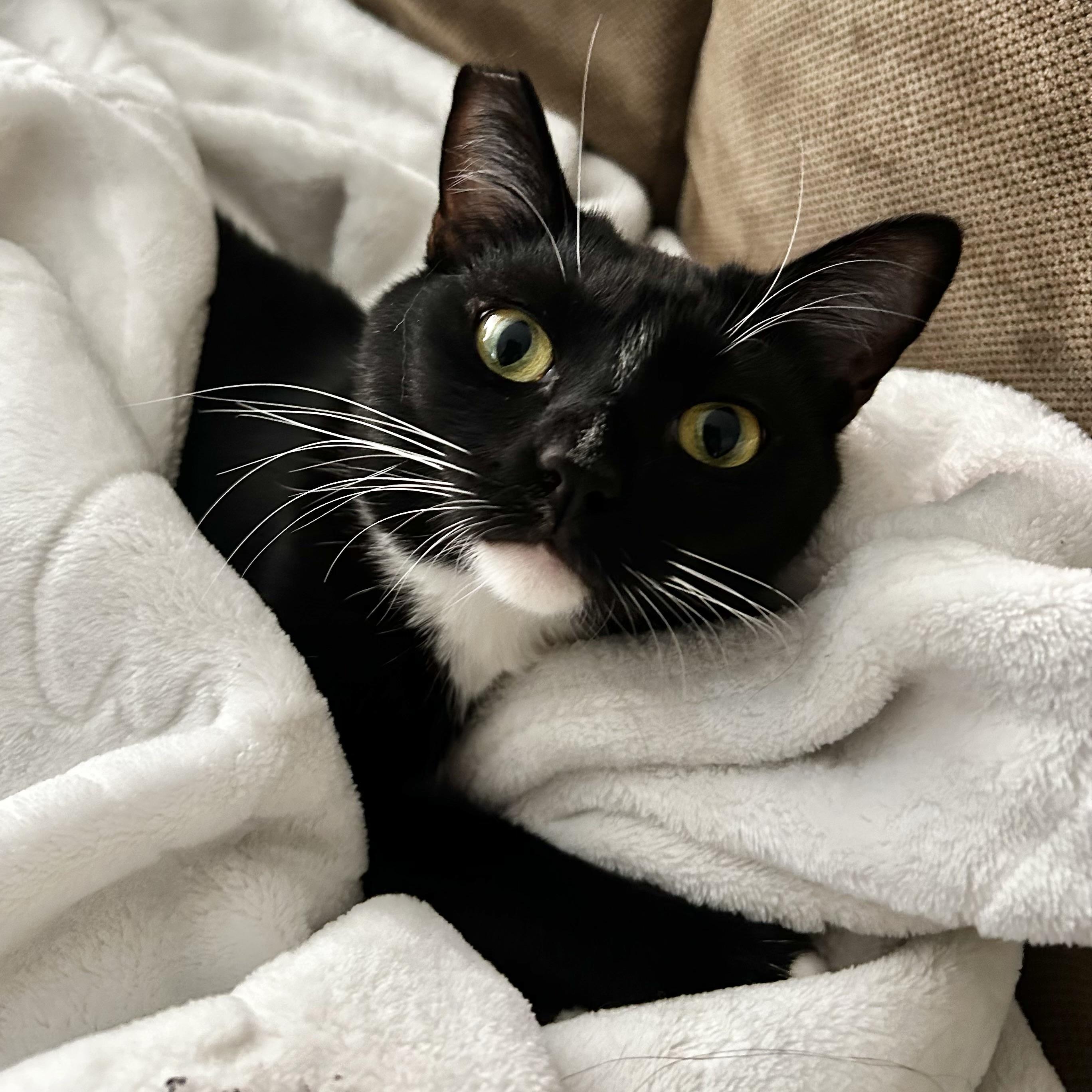 Enlarge Lysandra, a Adoptable Domestic Short Hair in Los Angeles, CA image 1/6