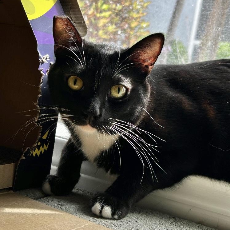 Enlarge Lysandra, a Adoptable Domestic Short Hair in Los Angeles, CA image 2/6