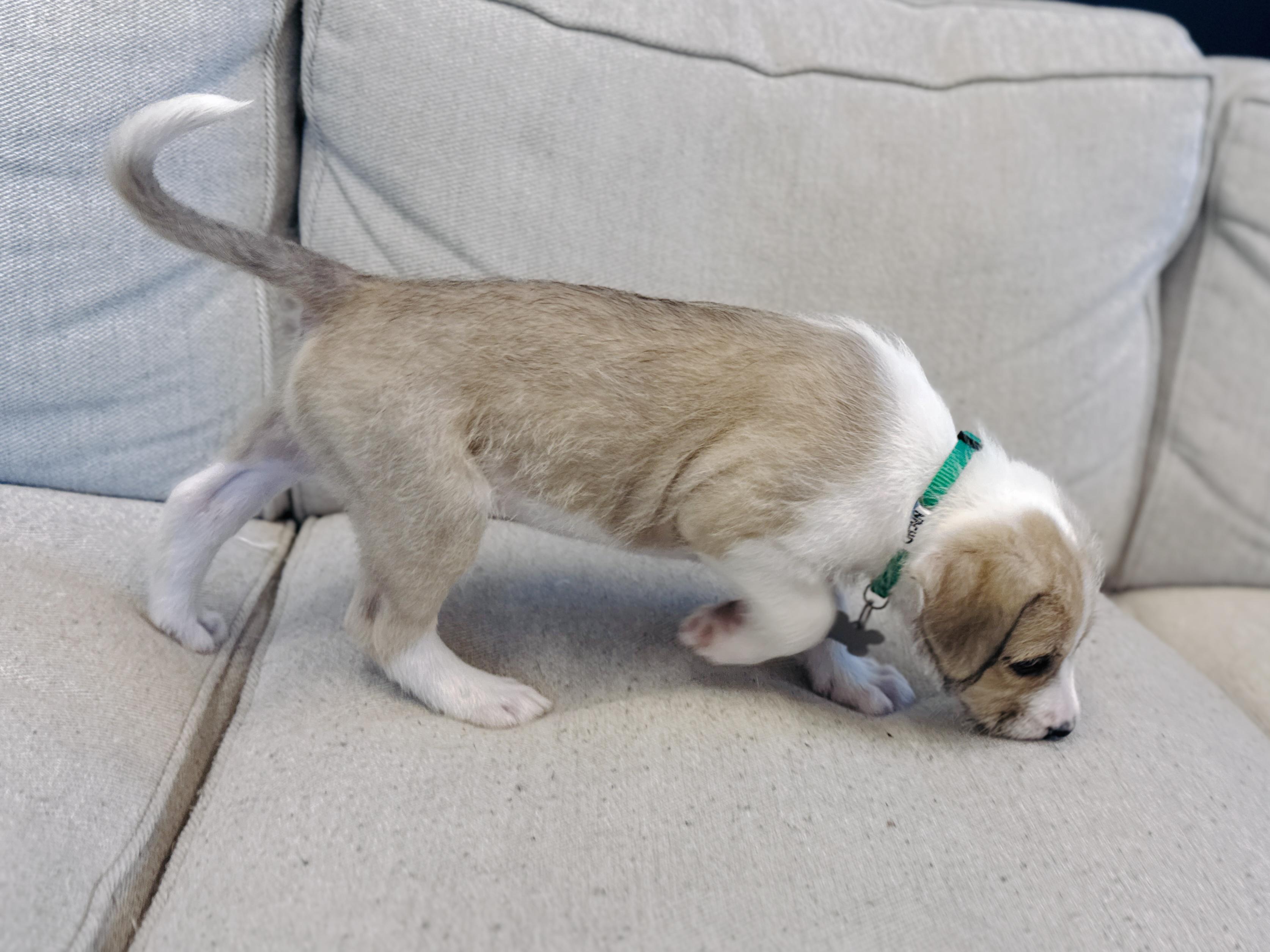 Enlarge Nacho, a Adoptable mixed breed in Palatine, IL image 5/6