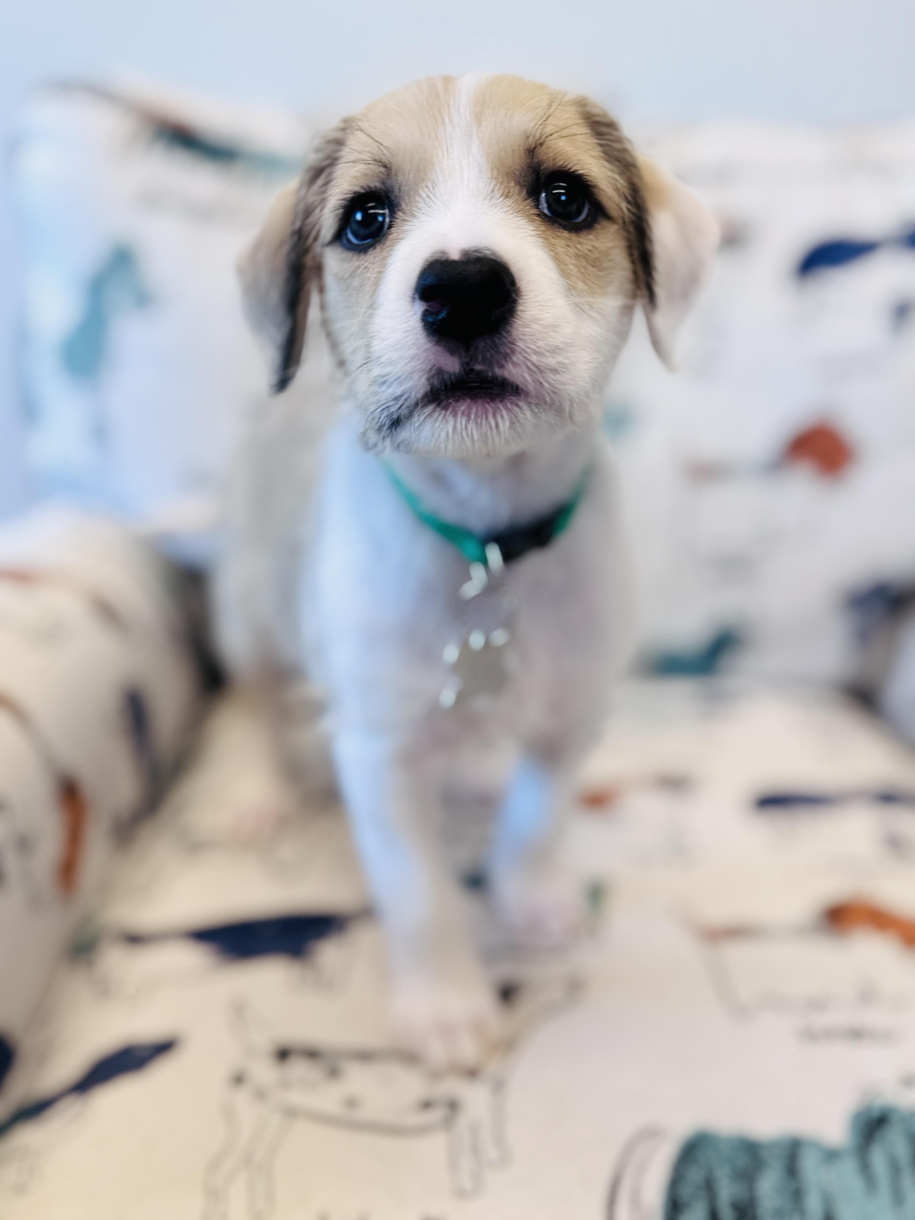 Enlarge Nacho, a Adoptable mixed breed in Palatine, IL image 2/6