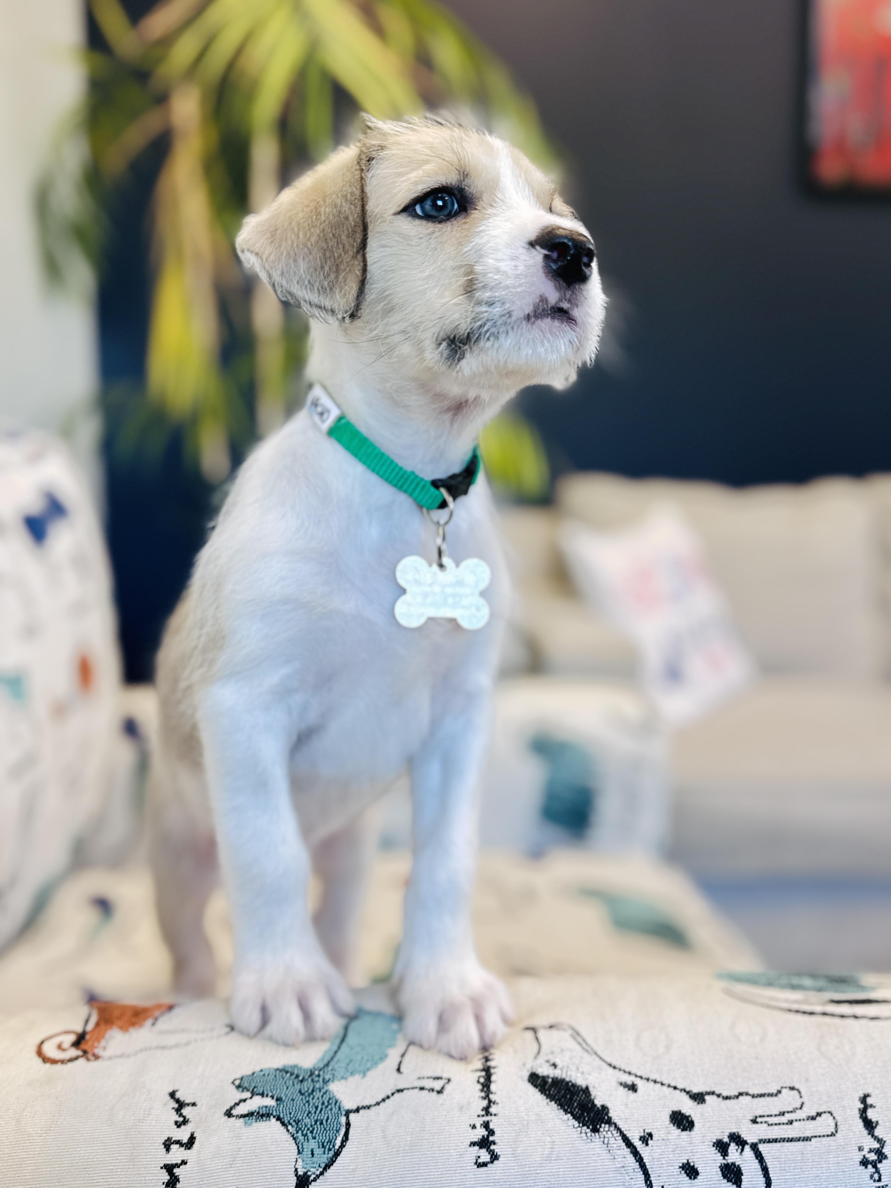 Enlarge Nacho, a Adoptable mixed breed in Palatine, IL image 4/6