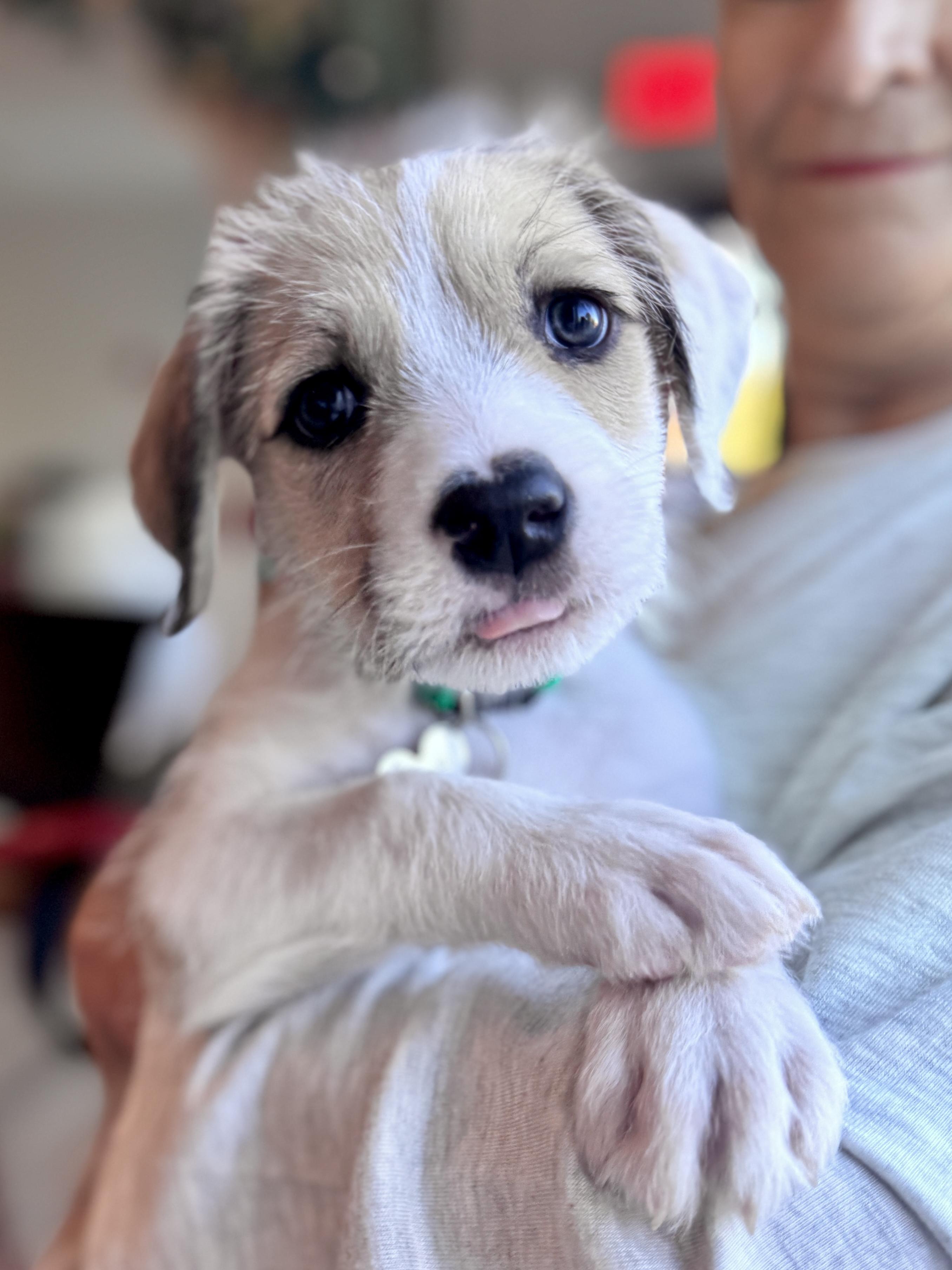 Enlarge Nacho, a Adoptable mixed breed in Palatine, IL image 3/6