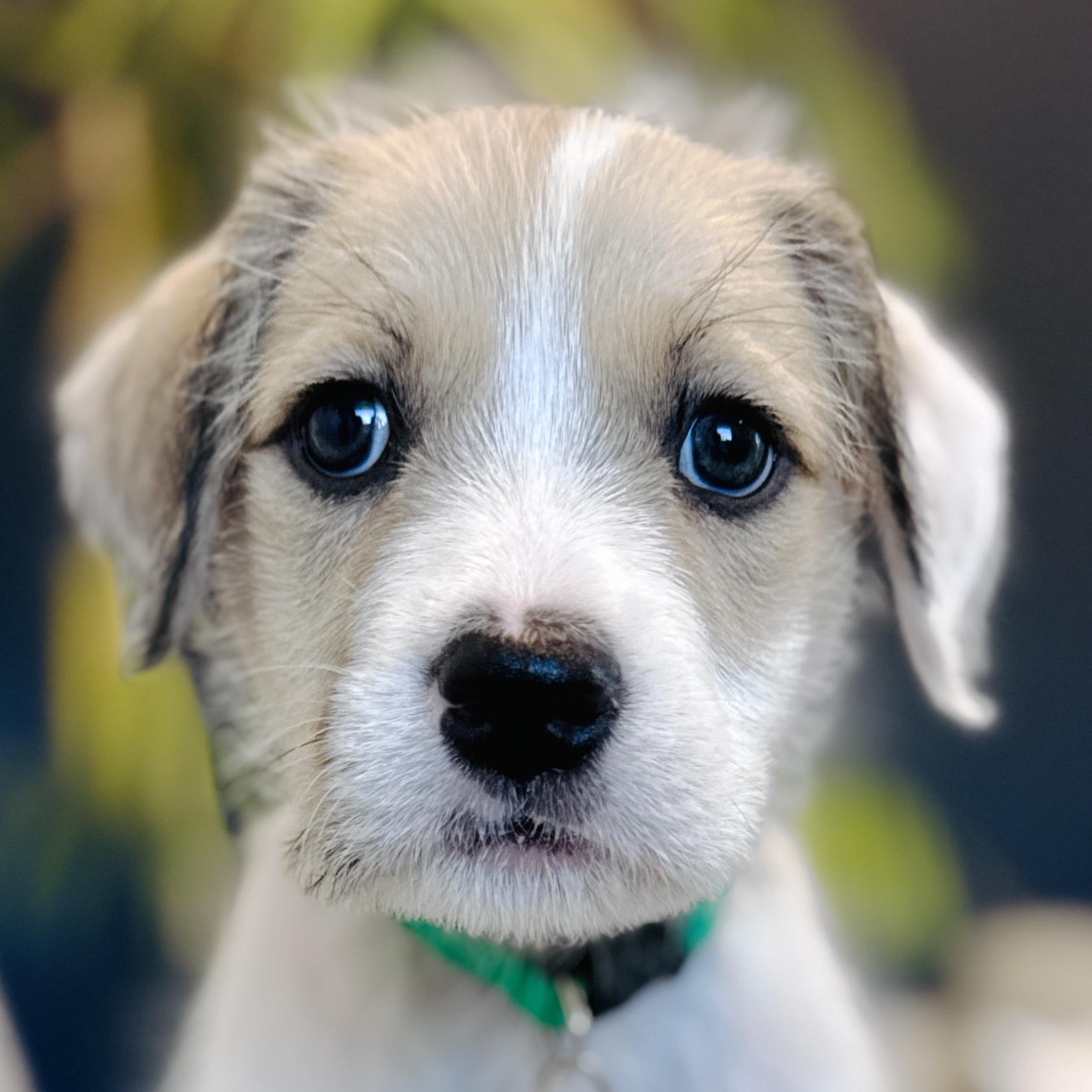Nacho, Adoptable, Puppy Female Terrier & Poodle.