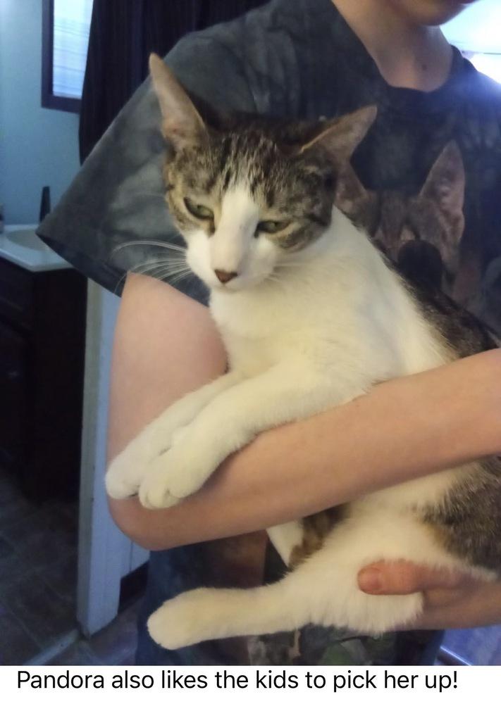 Pandora, Adoptable, Young Female Tabby.