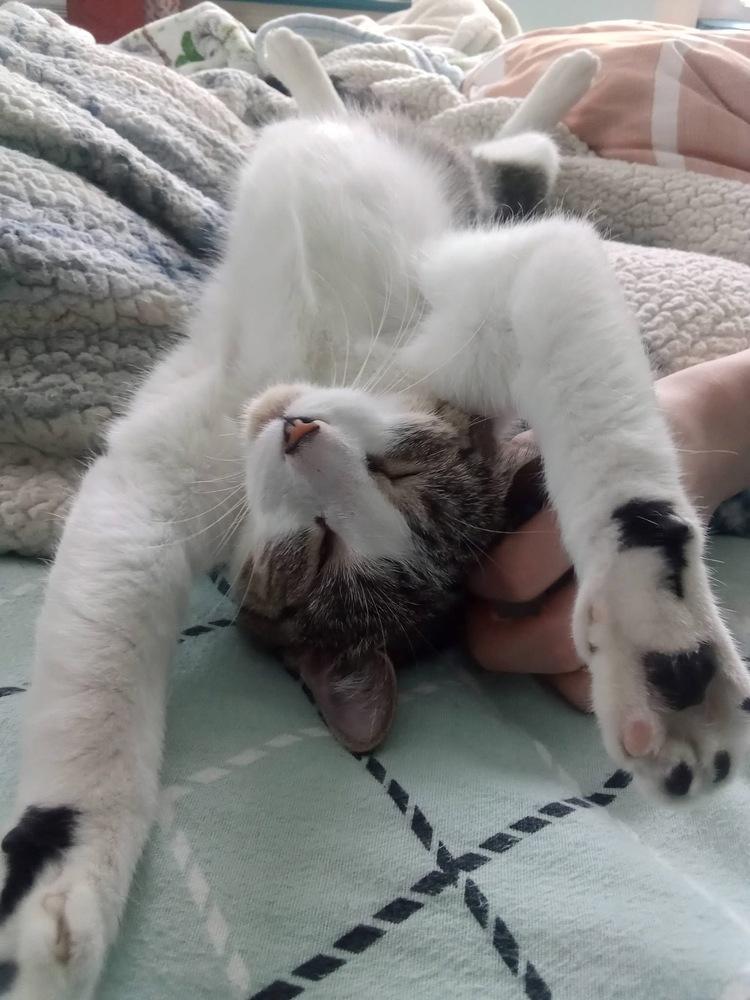 Pandora, a Adoptable mixed breed in Warren, CT image 2/6