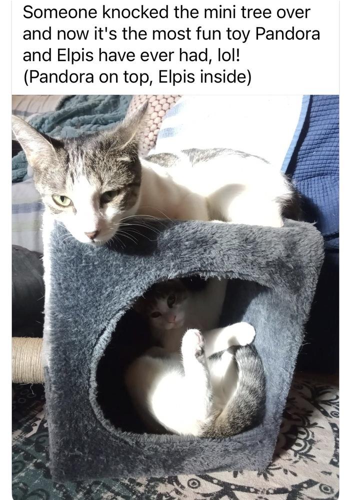 Pandora, a Adoptable mixed breed in Warren, CT image 6/6