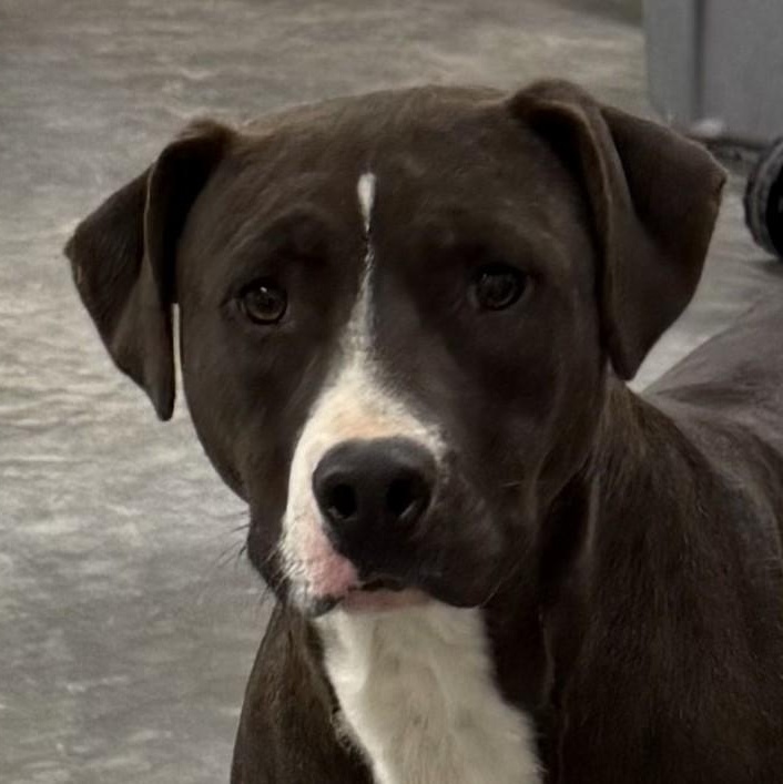 Enlarge Mojo Merry, a Adoptable mixed breed in Woburn, MA image 1/6