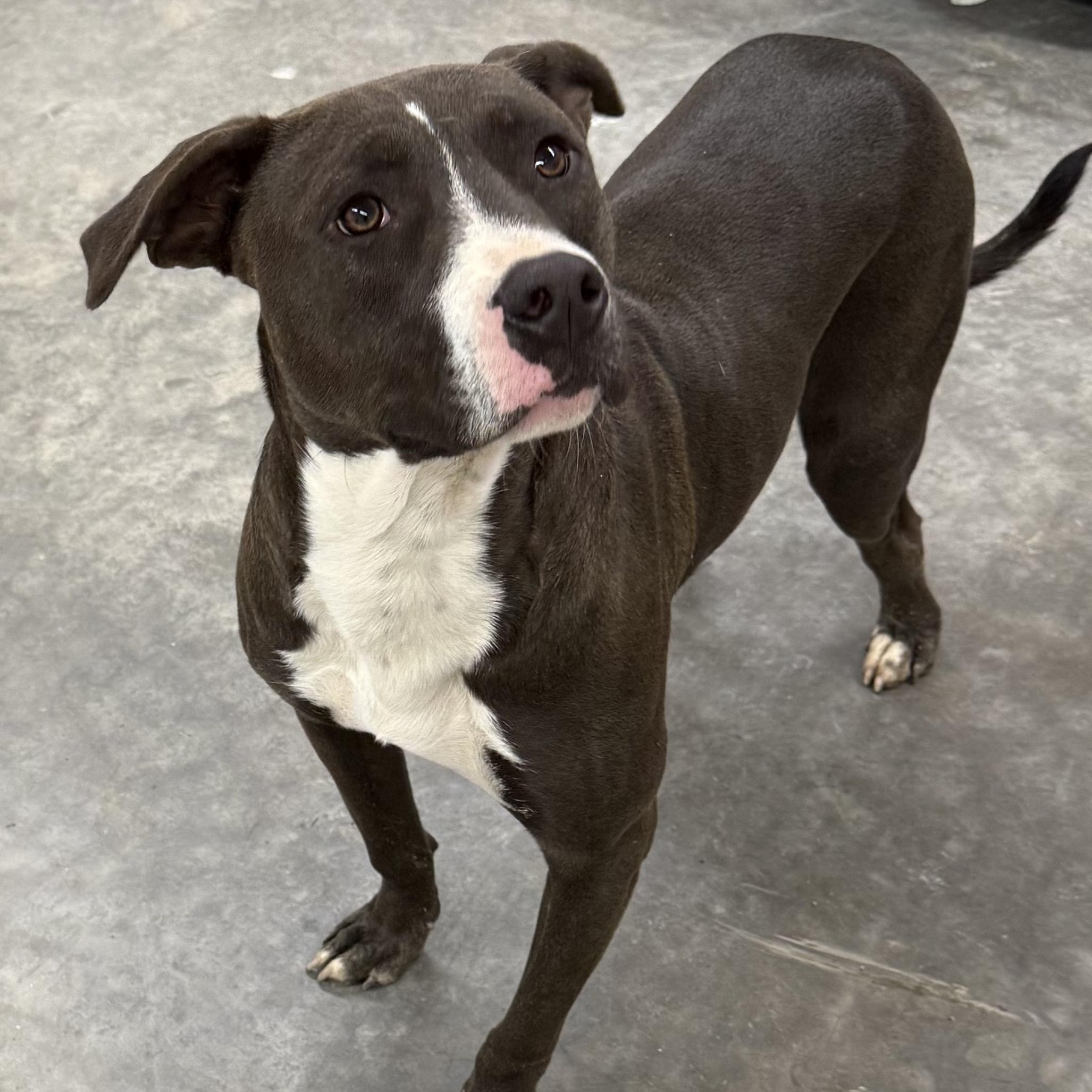 Enlarge Mojo Merry, a Adoptable mixed breed in Woburn, MA image 4/6